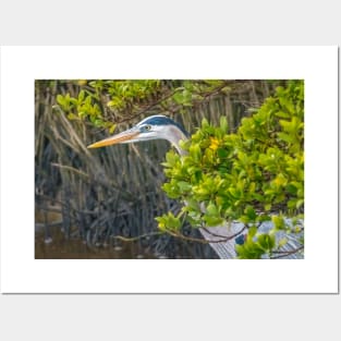 Great Blue Heron Hiding In the Mangroves Posters and Art